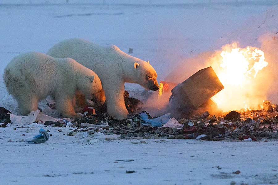 Polar Bear (Ursus maritimus)