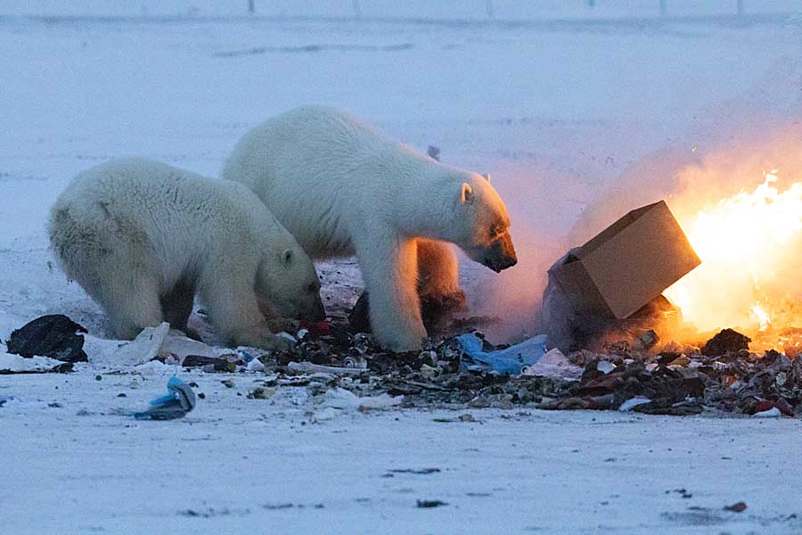 Polar Bear (Ursus maritimus)