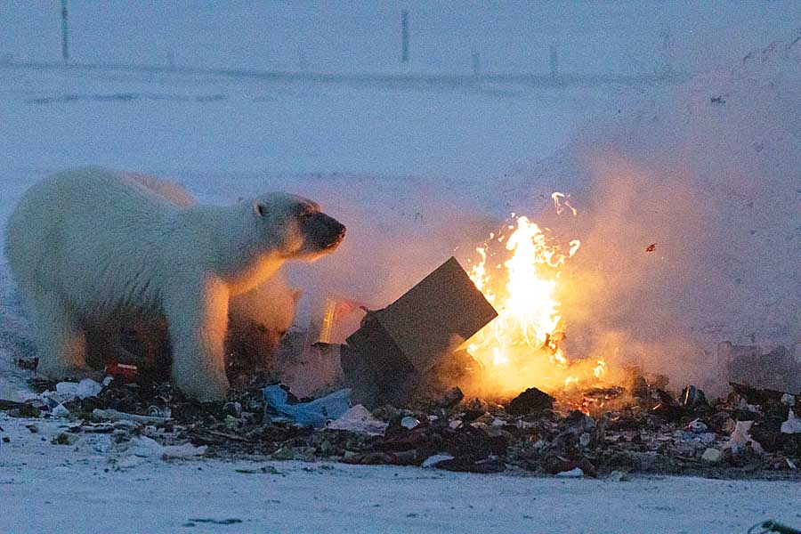 Polar Bear (Ursus maritimus)