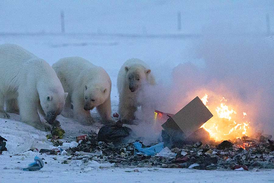 Polar Bear (Ursus maritimus)