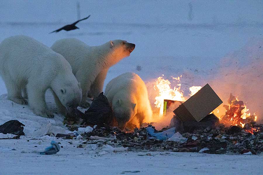 Polar Bear (Ursus maritimus)