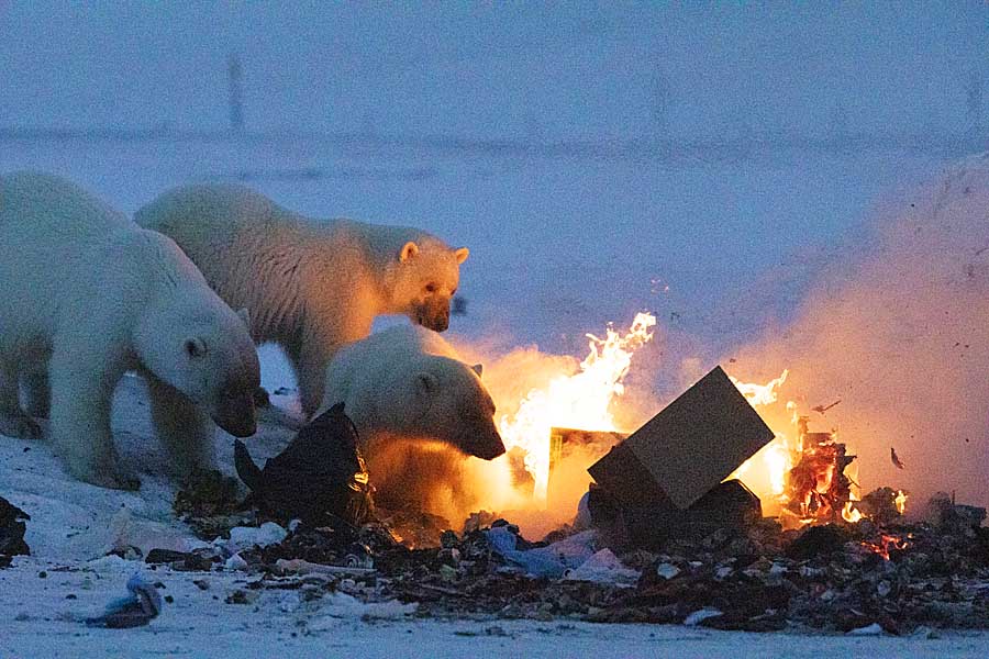 Polar Bear (Ursus maritimus)