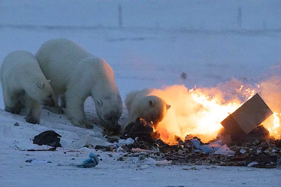 Polar Bear (Ursus maritimus)