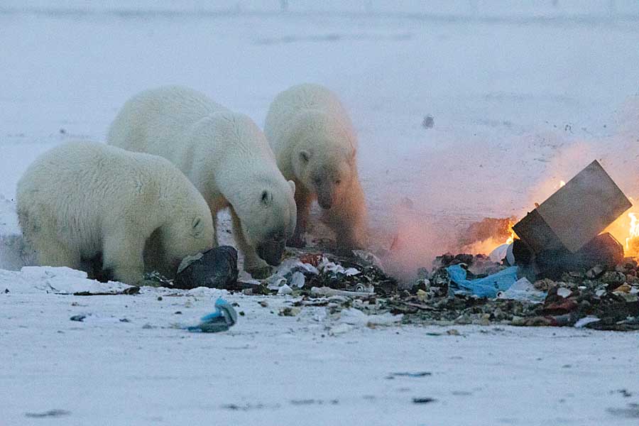 Polar Bear (Ursus maritimus)