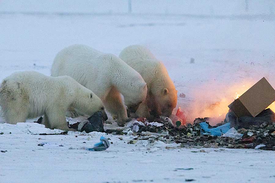 Polar Bear (Ursus maritimus)