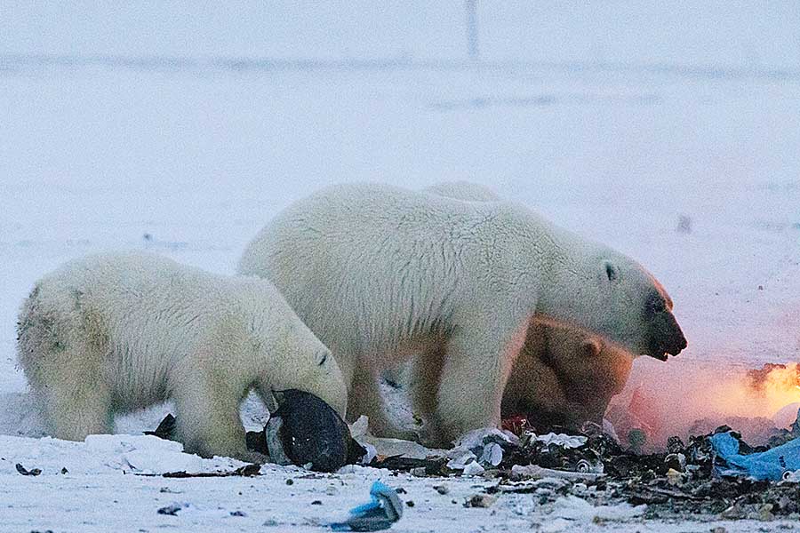 Polar Bear (Ursus maritimus)