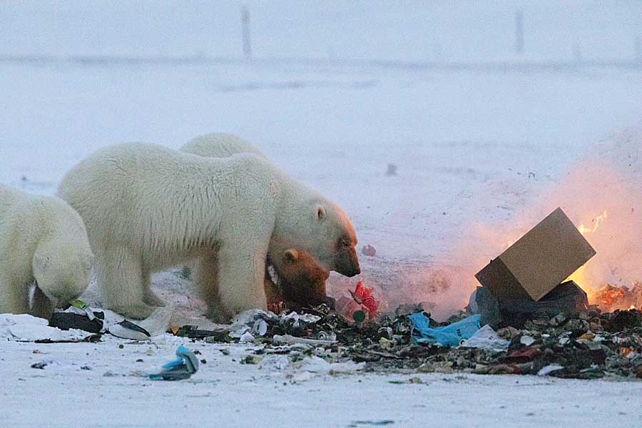 Polar Bear (Ursus maritimus)