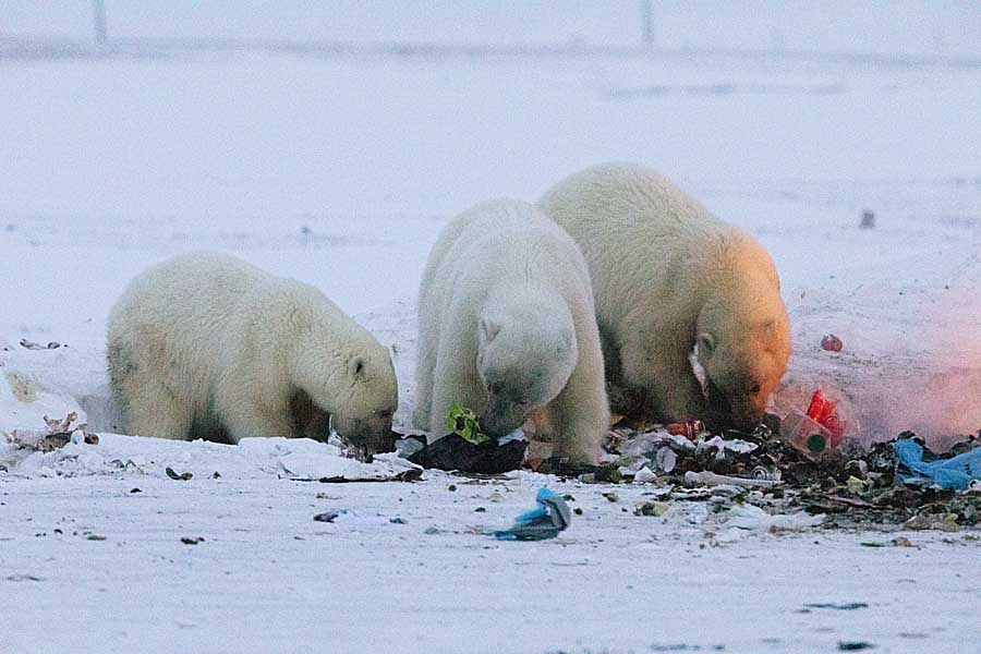 Polar Bear (Ursus maritimus)