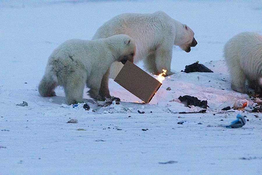 Polar Bear (Ursus maritimus)