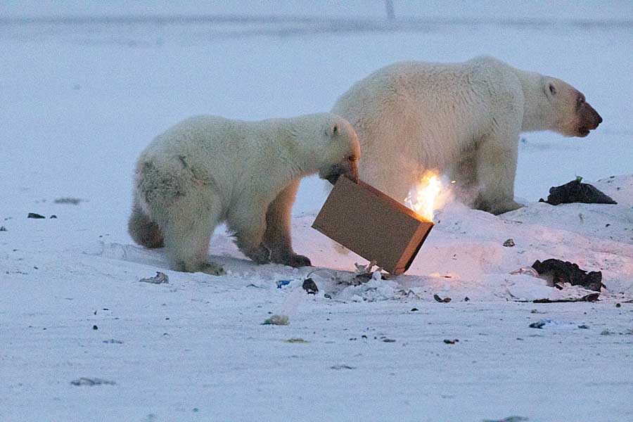 Polar Bear (Ursus maritimus)