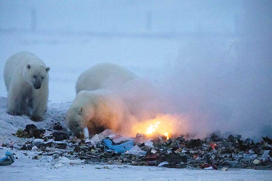 Polar Bear (Ursus maritimus)