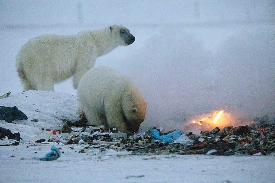 Polar Bear (Ursus maritimus)