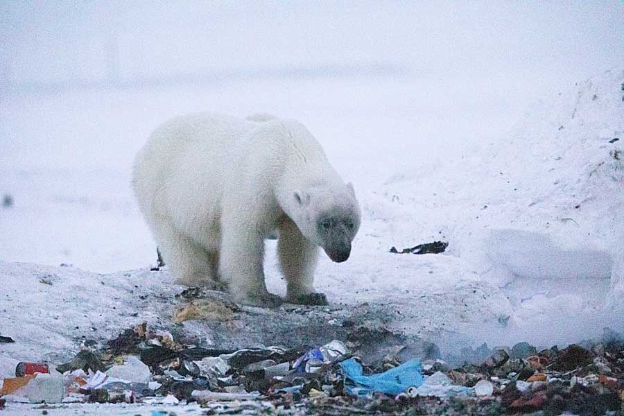 Polar Bear (Ursus maritimus)