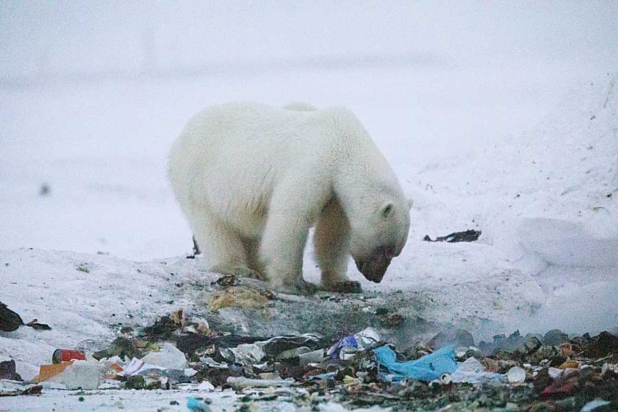 Polar Bear (Ursus maritimus)