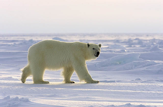 Polar Bear (Ursus maritimus)