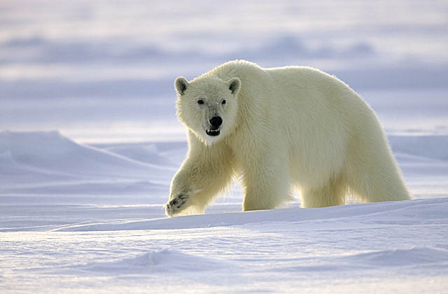 Polar Bear (Ursus maritimus)