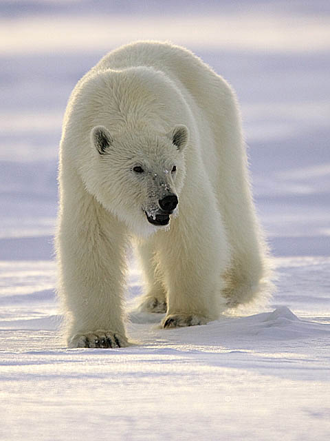 Polar Bear (Ursus maritimus)