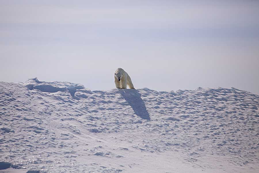 Polar Bear (Ursus maritimus)