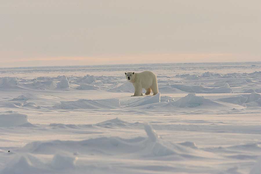 Polar Bear (Ursus maritimus)