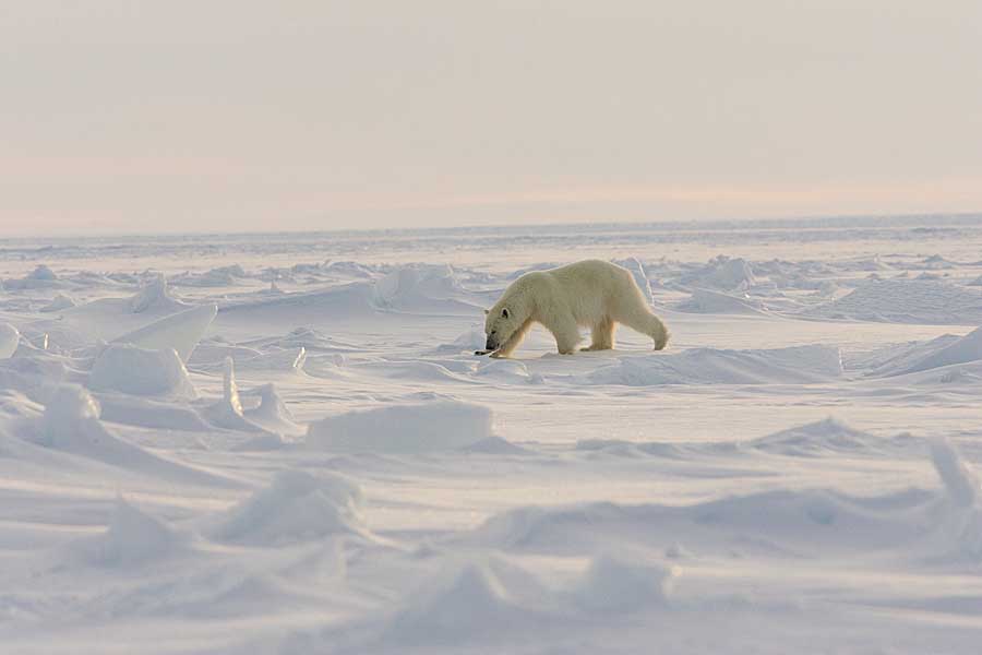 Polar Bear (Ursus maritimus)