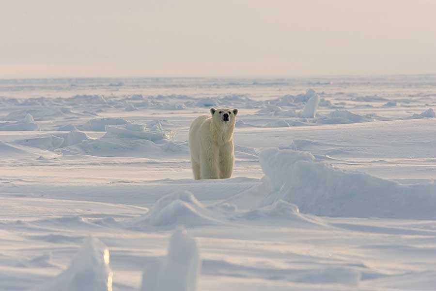 Polar Bear (Ursus maritimus)