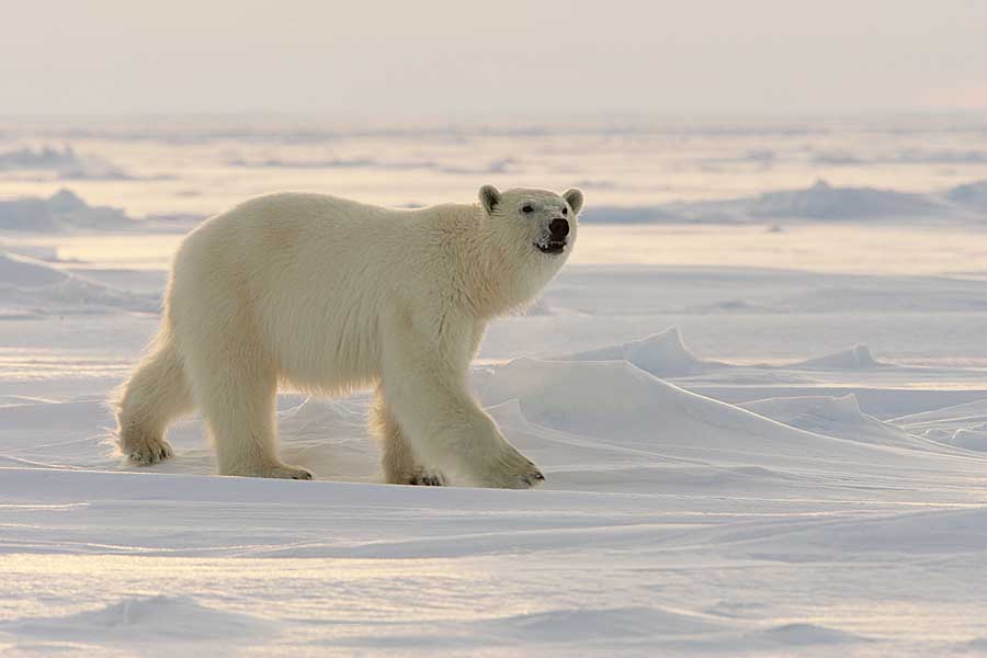 Polar Bear (Ursus maritimus)