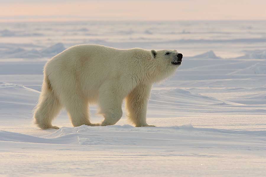 Polar Bear (Ursus maritimus)