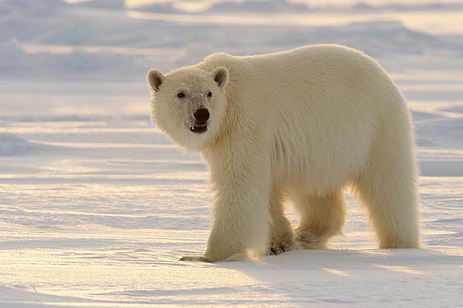 Polar Bear (Ursus maritimus)