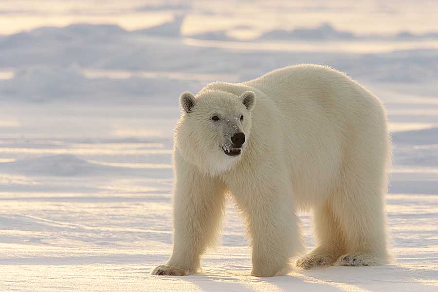 Polar Bear (Ursus maritimus)