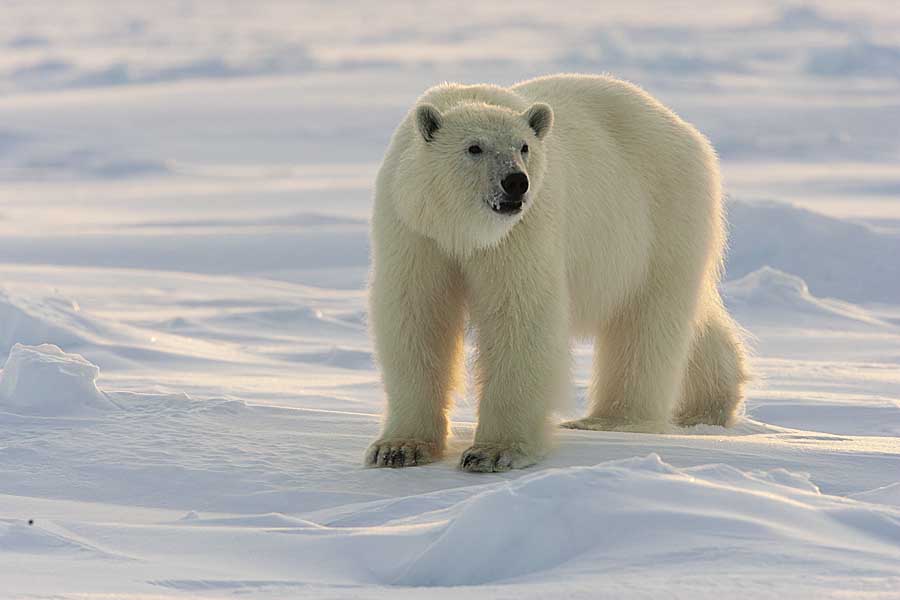 Polar Bear (Ursus maritimus)