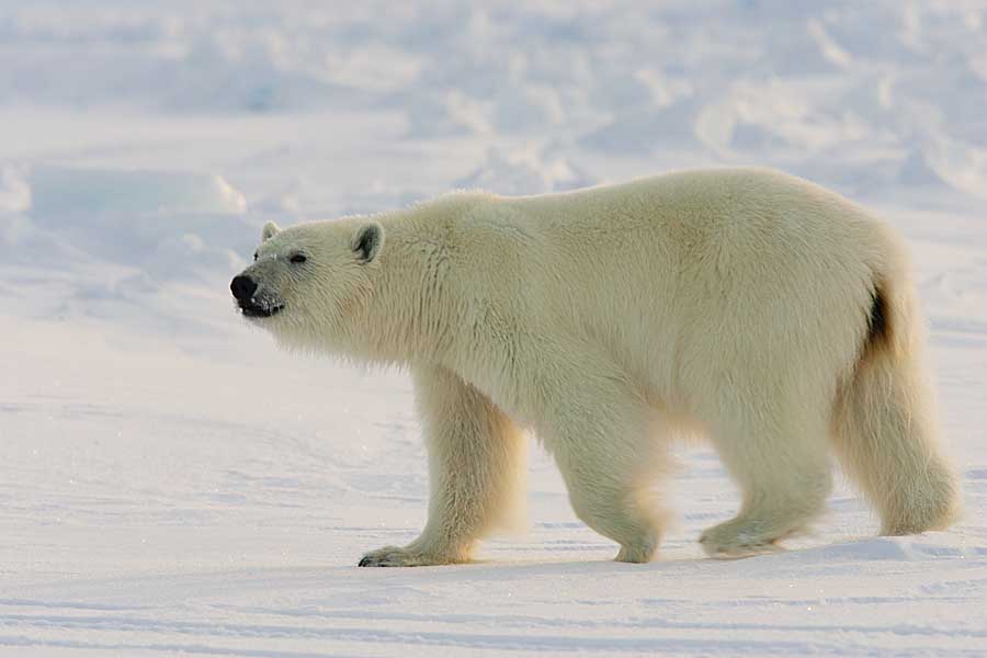 Polar Bear (Ursus maritimus)