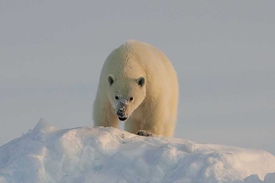 Polar Bear (Ursus maritimus)