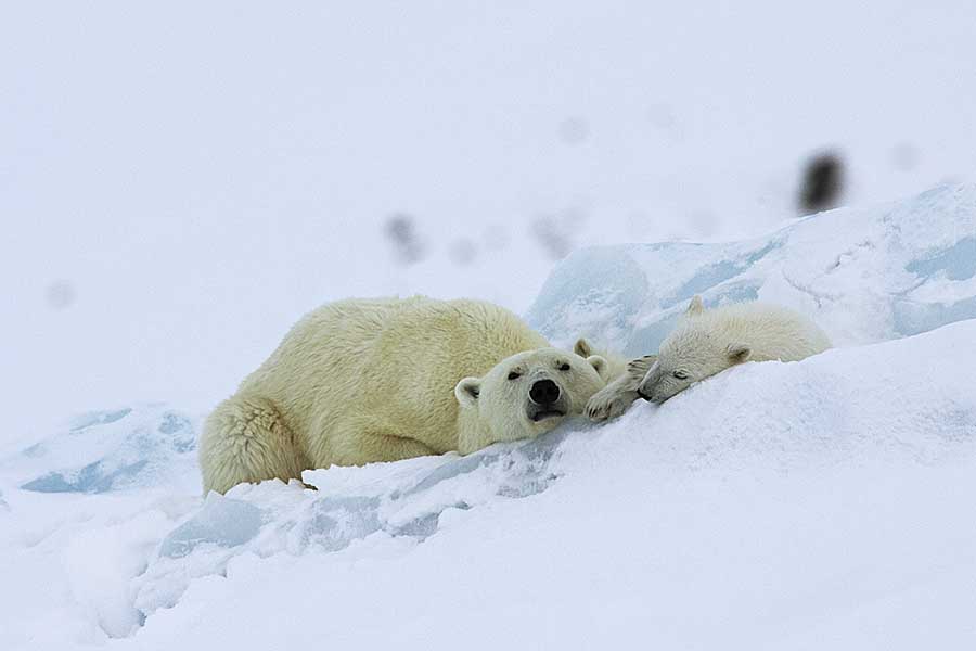 Polar Bear (Ursus maritimus)