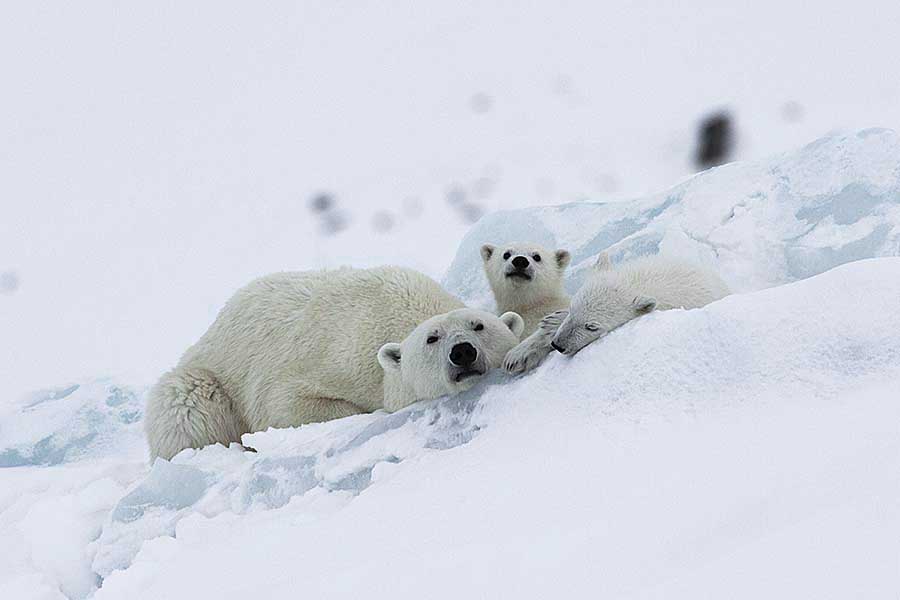 Polar Bear (Ursus maritimus)