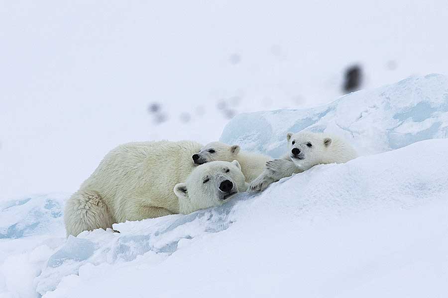 Polar Bear (Ursus maritimus)