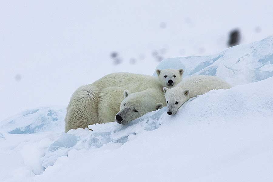 Polar Bear (Ursus maritimus)