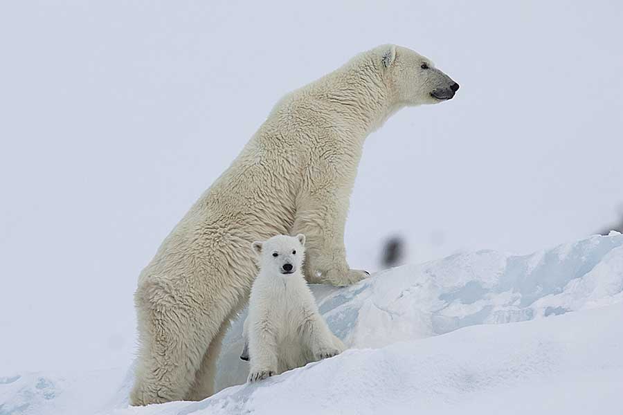 Polar Bear (Ursus maritimus)