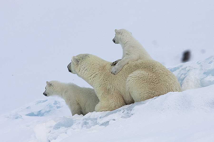 Polar Bear (Ursus maritimus)