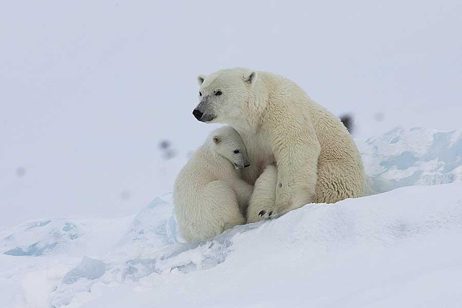 Polar Bear (Ursus maritimus)