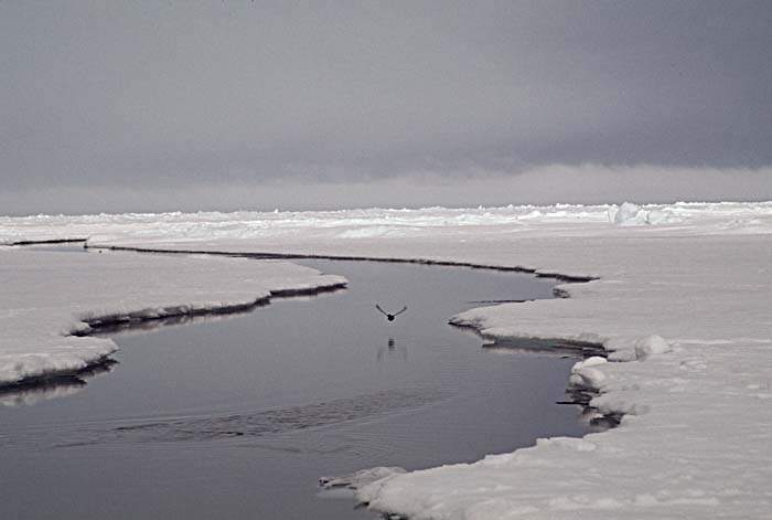 Arctic scenics. Nunavut to Norway.