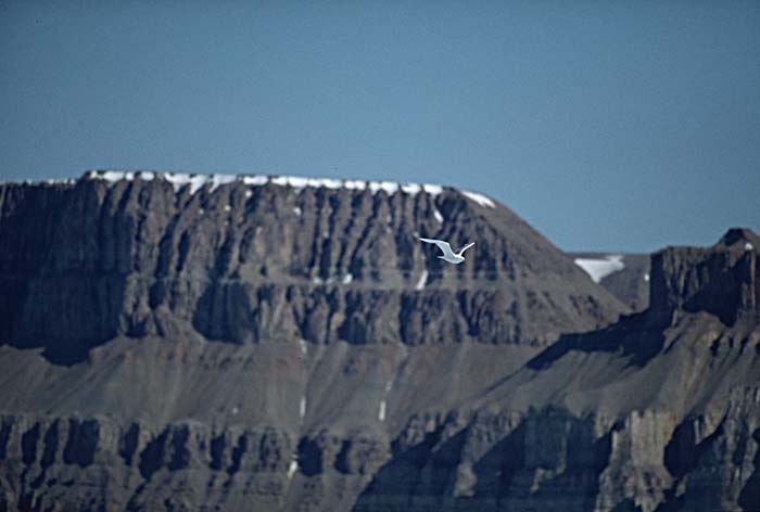 Arctic scenics. Nunavut to Norway.