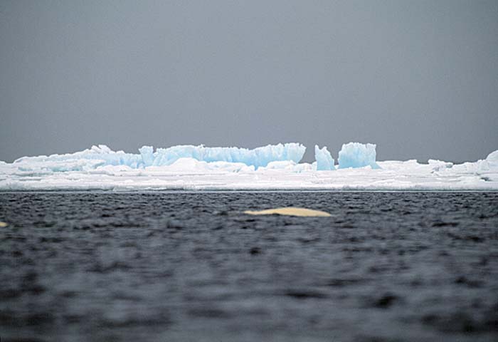 Arctic scenics. Nunavut to Norway.