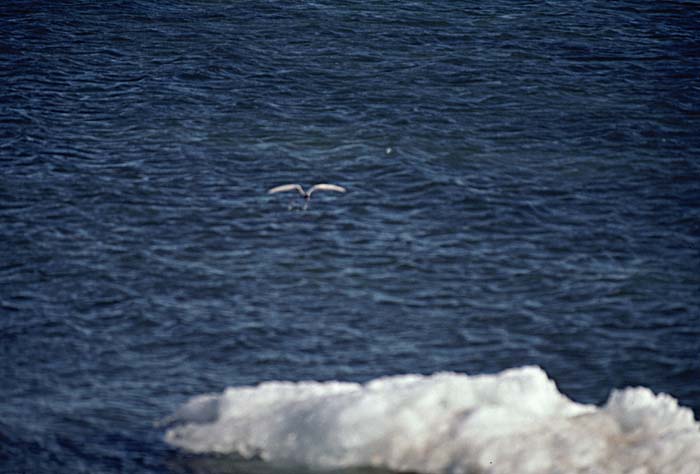 Arctic scenics. Nunavut to Norway.