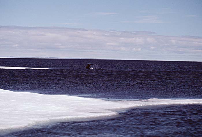 Arctic scenics. Nunavut to Norway.