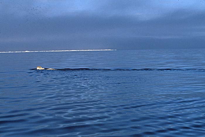 Arctic scenics. Nunavut to Norway.