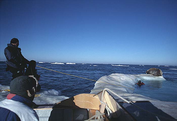 Diver approaching walrus.