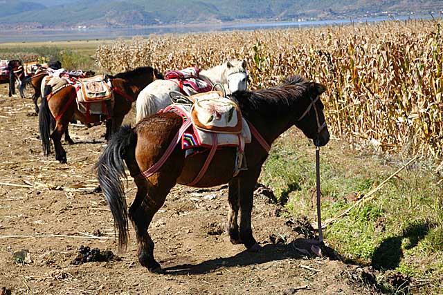 China: life and scenics.