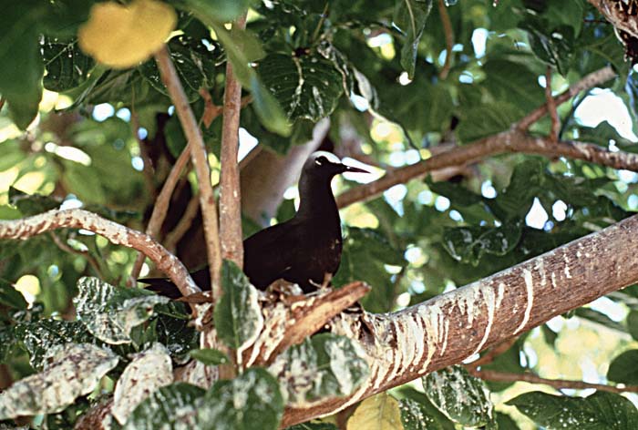 Travel in Papua New Guinea.