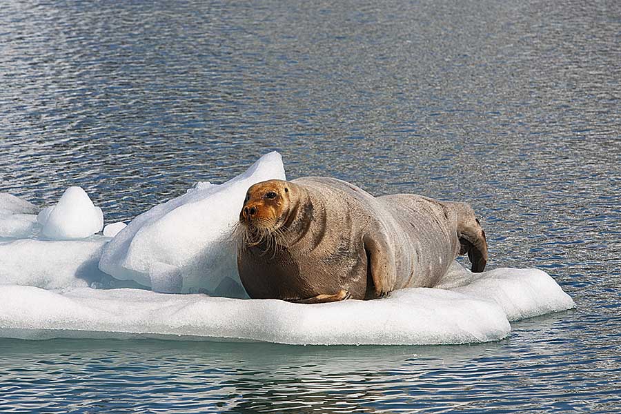 Bearded Seal (Erignathus barbatus)