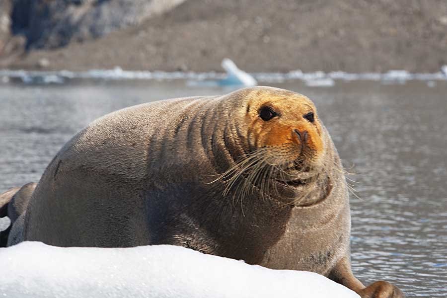 Bearded Seal (Erignathus barbatus)